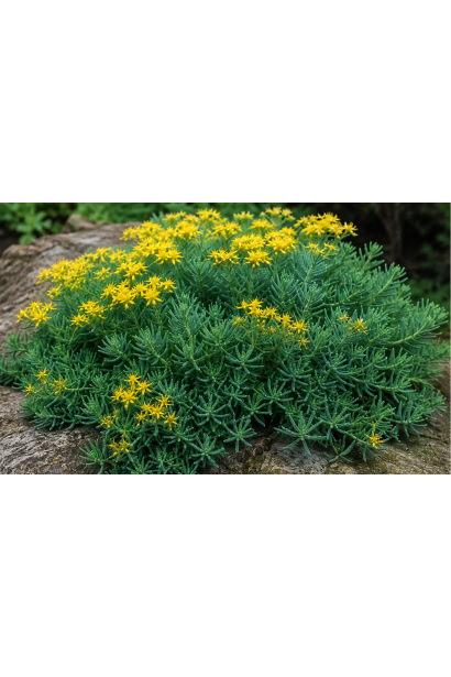 Sedum rupestre Nanum у рокарії